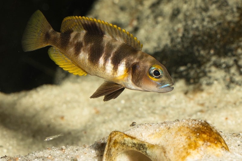 Lepidiolamprologus boulengeri 'Kigoma'